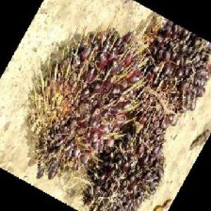 unripe_train (915).jpg