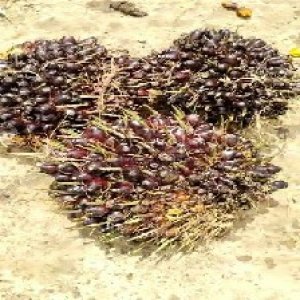 unripe_train (916).jpg