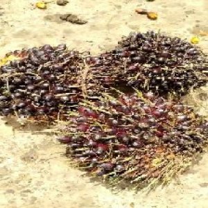 unripe_train (917).jpg