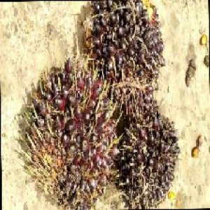 unripe_train (918).jpg