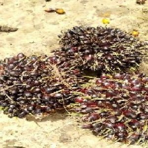 unripe_train (919).jpg