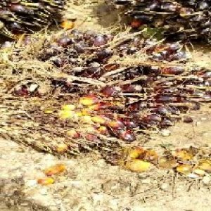 unripe_train (92).jpg