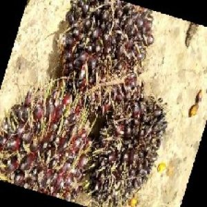 unripe_train (920).jpg