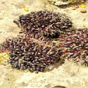 unripe_train (921).jpg