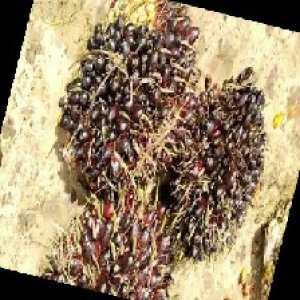 unripe_train (922).jpg