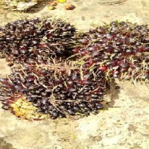 unripe_train (923).jpg