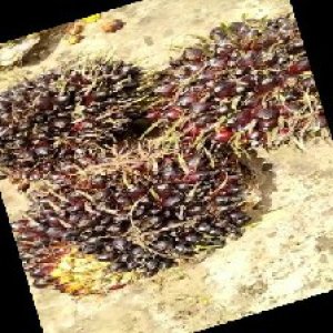 unripe_train (924).jpg