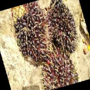 unripe_train (926).jpg