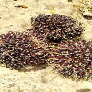 unripe_train (927).jpg