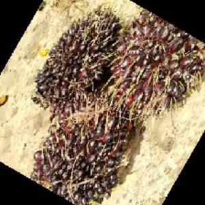 unripe_train (928).jpg