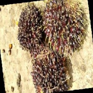 unripe_train (929).jpg