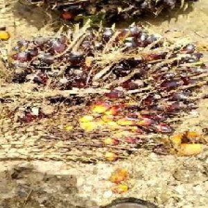 unripe_train (93).jpg