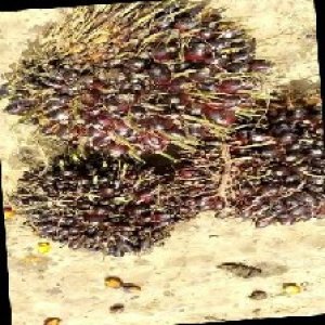 unripe_train (931).jpg