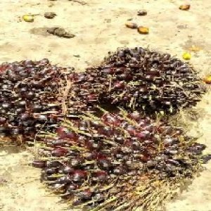 unripe_train (932).jpg