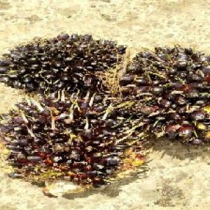 unripe_train (933).jpg