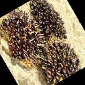 unripe_train (934).jpg