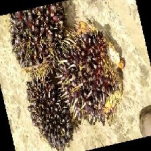 unripe_train (935).jpg