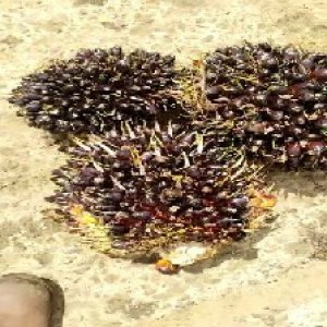 unripe_train (936).jpg