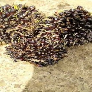 unripe_train (937).jpg