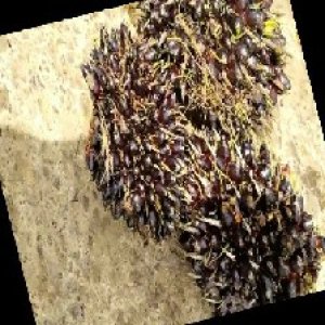 unripe_train (938).jpg