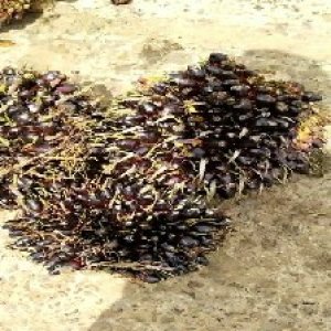 unripe_train (939).jpg