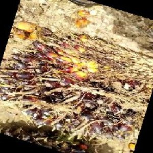 unripe_train (94).jpg