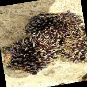 unripe_train (940).jpg