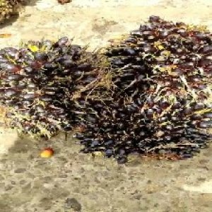 unripe_train (942).jpg