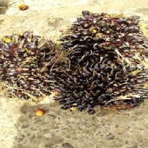 unripe_train (943).jpg