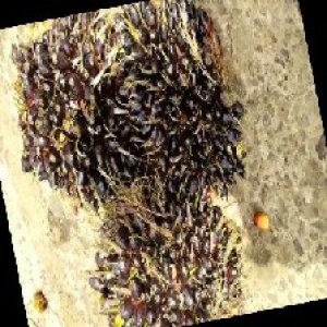 unripe_train (944).jpg