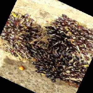 unripe_train (945).jpg