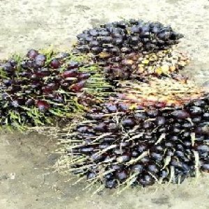 unripe_train (947).jpg