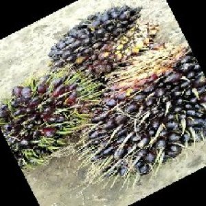 unripe_train (948).jpg