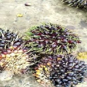 unripe_train (949).jpg