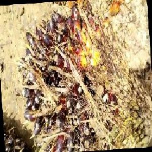 unripe_train (95).jpg