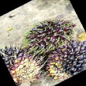 unripe_train (950).jpg