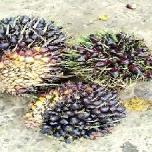 unripe_train (951).jpg