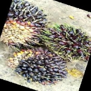 unripe_train (952).jpg