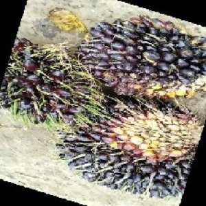 unripe_train (953).jpg