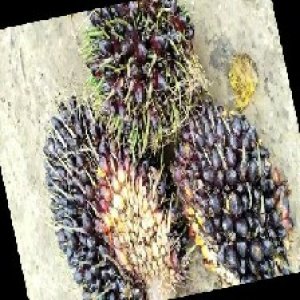 unripe_train (955).jpg