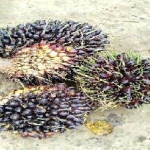 unripe_train (956).jpg