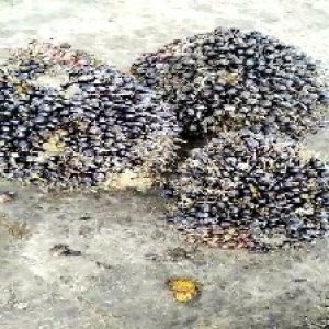 unripe_train (957).jpg