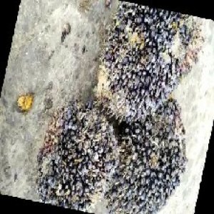 unripe_train (958).jpg