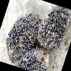 unripe_train (959).jpg