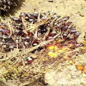 unripe_train (96).jpg