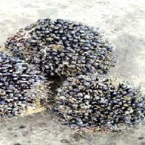 unripe_train (960).jpg