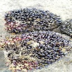 unripe_train (961).jpg