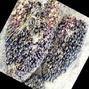 unripe_train (962).jpg