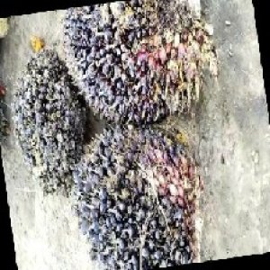 unripe_train (963).jpg