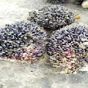 unripe_train (964).jpg